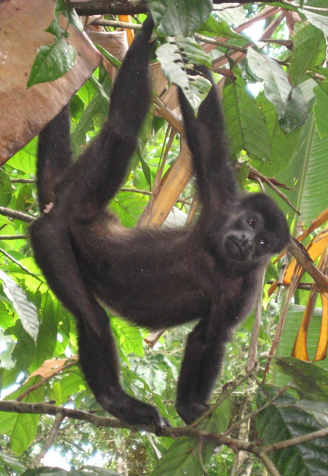 El Tucan Jungle Lodge Puerto Viejo de Talamanca Екстер'єр фото