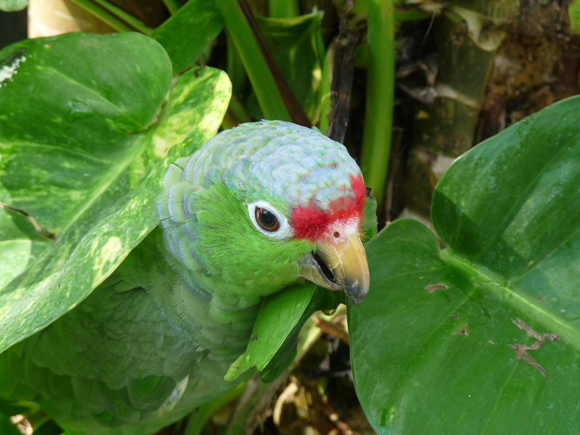 El Tucan Jungle Lodge Puerto Viejo de Talamanca Екстер'єр фото