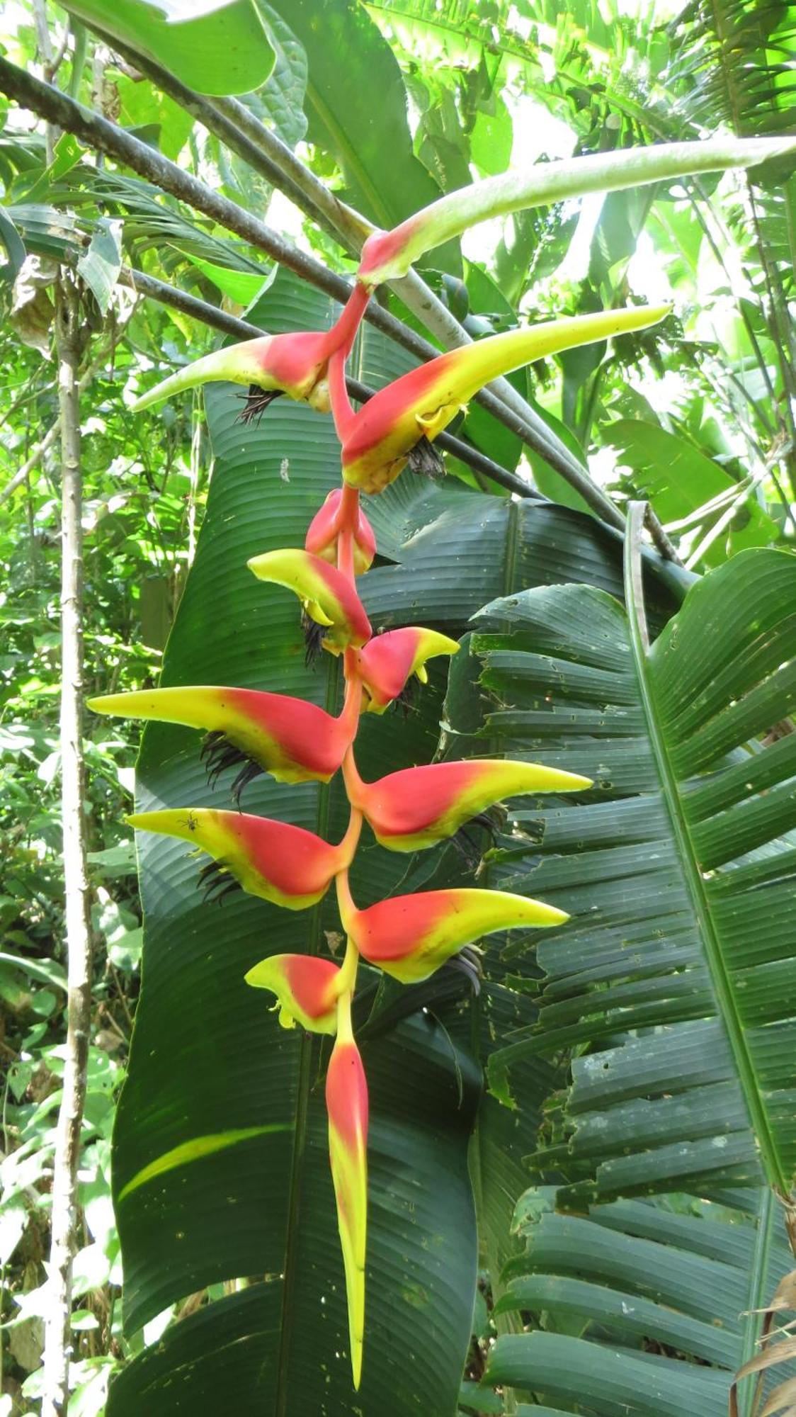 El Tucan Jungle Lodge Puerto Viejo de Talamanca Екстер'єр фото