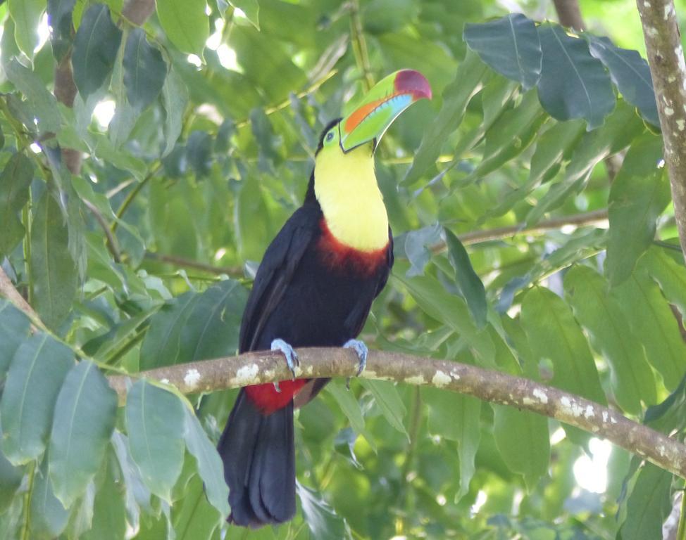 El Tucan Jungle Lodge Puerto Viejo de Talamanca Екстер'єр фото
