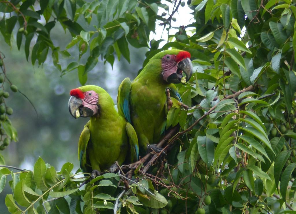 El Tucan Jungle Lodge Puerto Viejo de Talamanca Екстер'єр фото